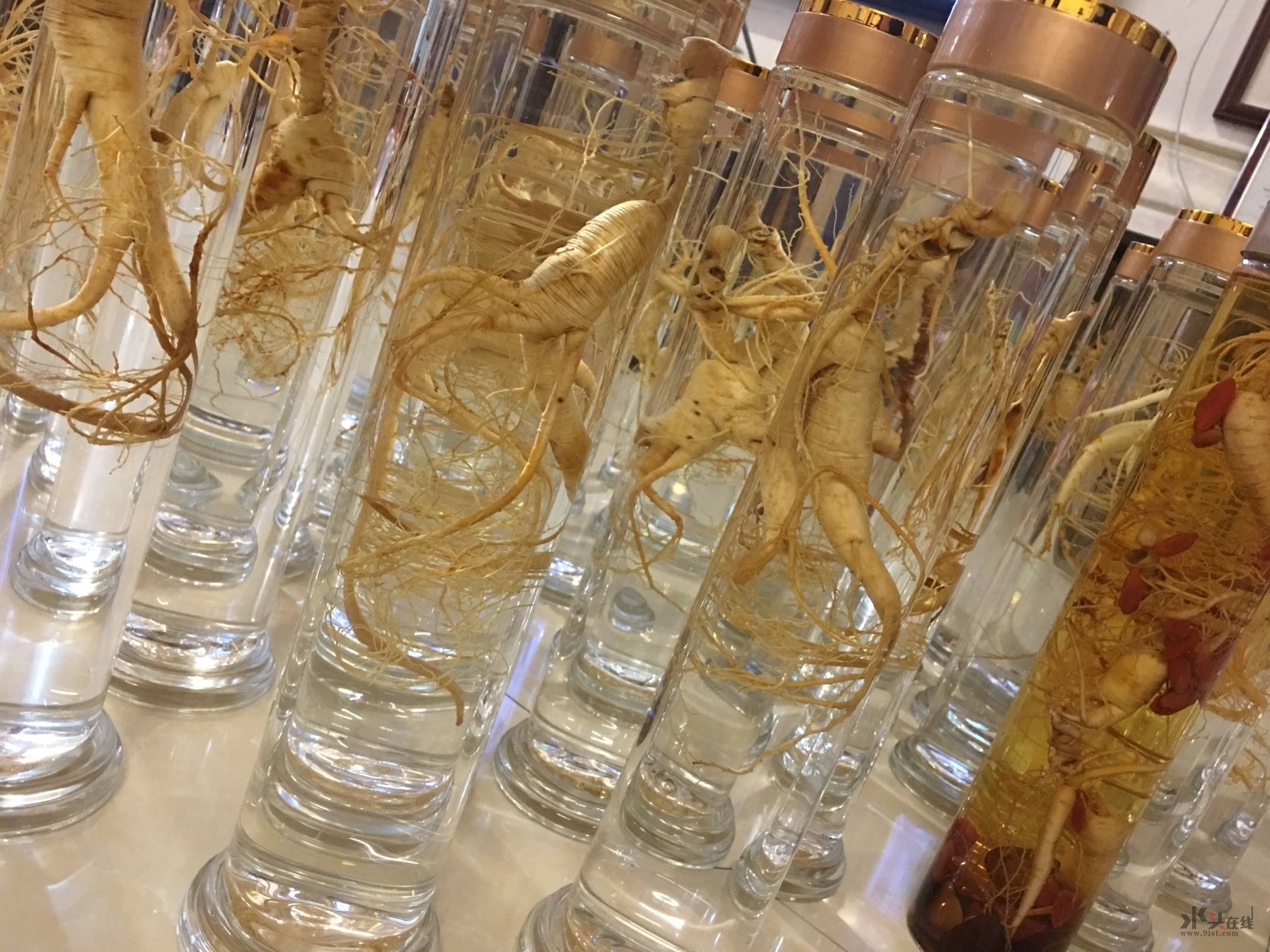 长白山林下参酒-水头在线|水头人才网|水头招聘求职