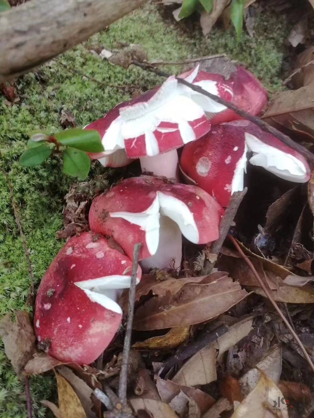 正宗野生云南红菇