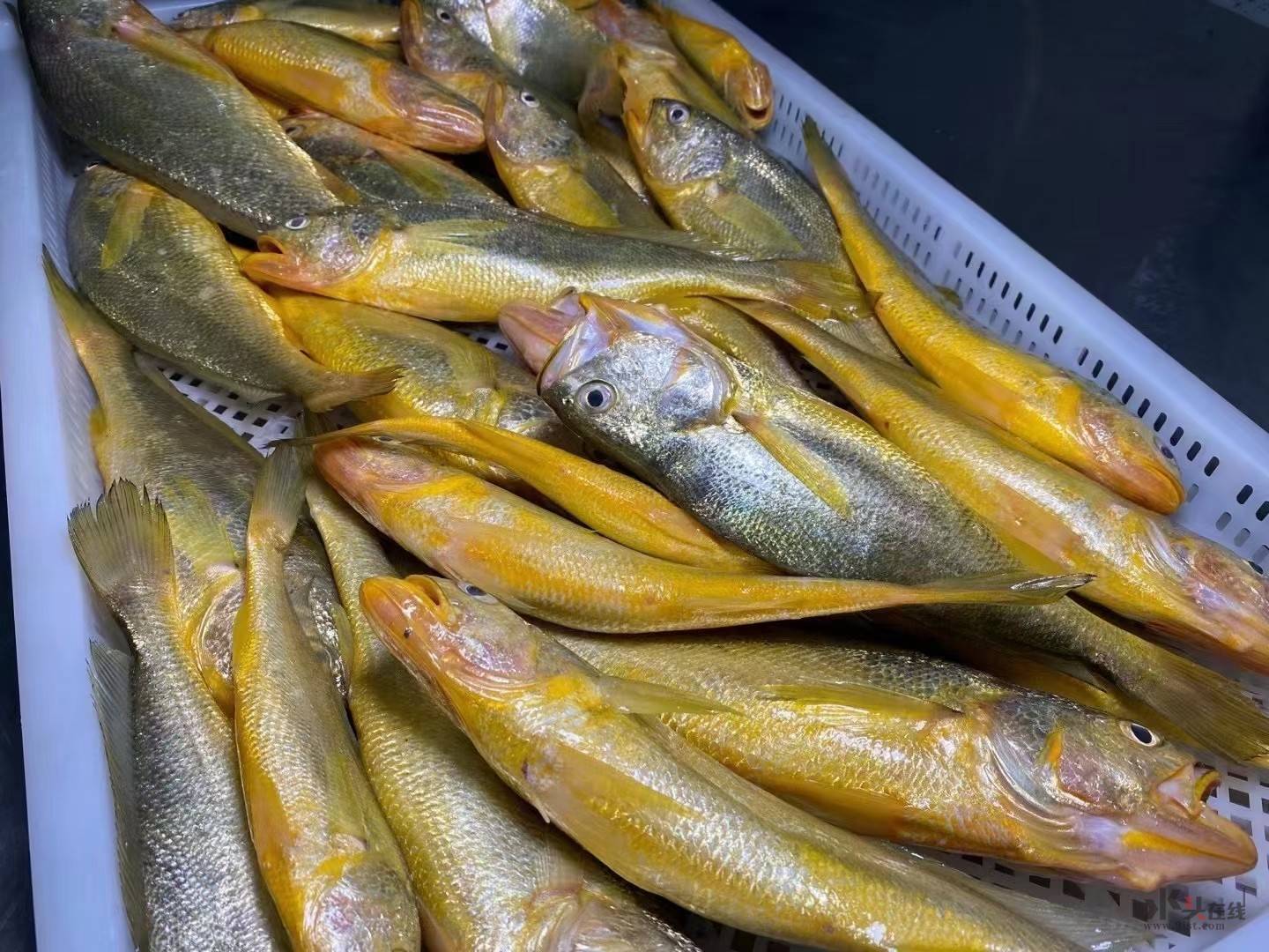 东山岛野生海鲜,各种鱼虾蟹都有